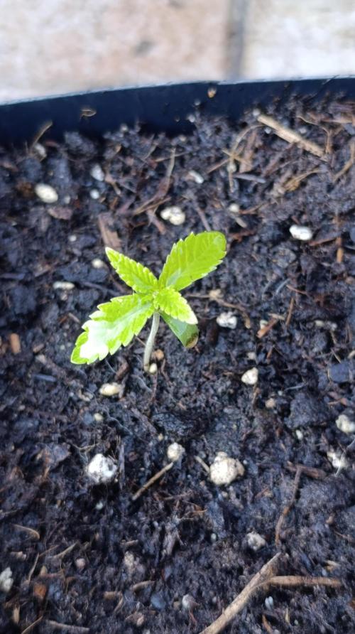 Super Lemon Cherry. Week 2