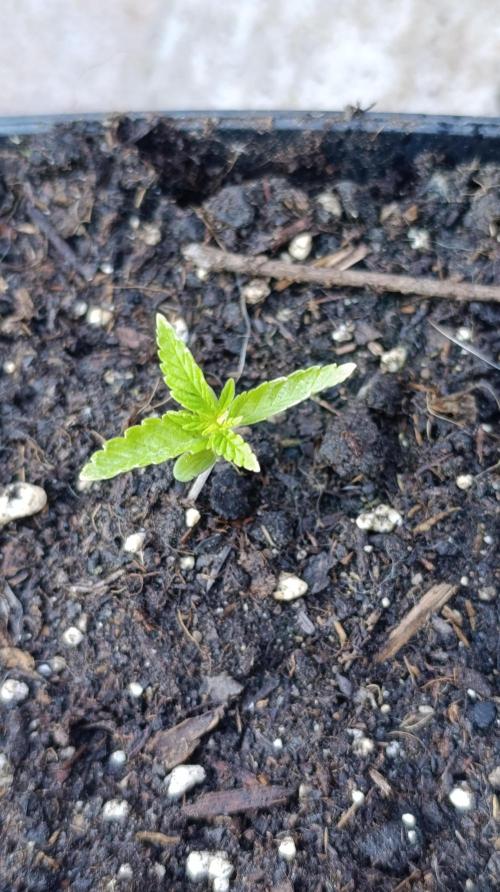 Super Lemon Cherry. Week 2