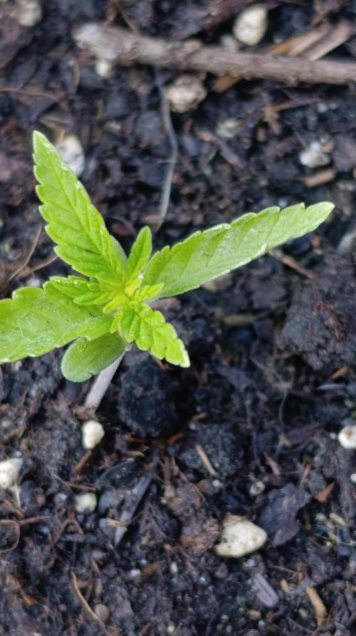 Super Lemon Cherry. Week 2