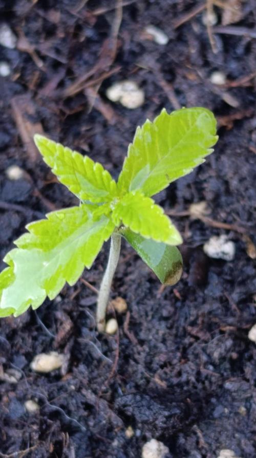 Super Lemon Cherry. Week 2