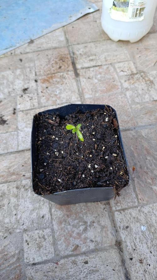 Triple Mints XXL. Week 2