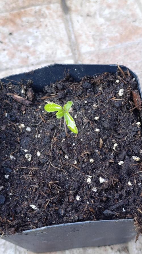 Triple Mints XXL. Week 2
