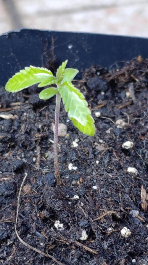 Triple Mints XXL. Week 2