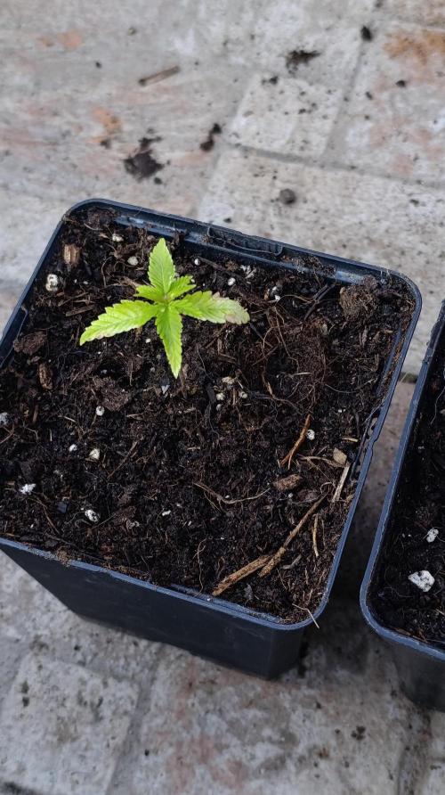 Gelonade. Week 2