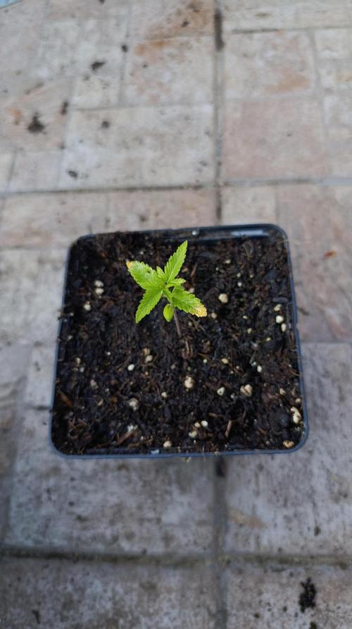 Pink Guava F1 FV. Week 2