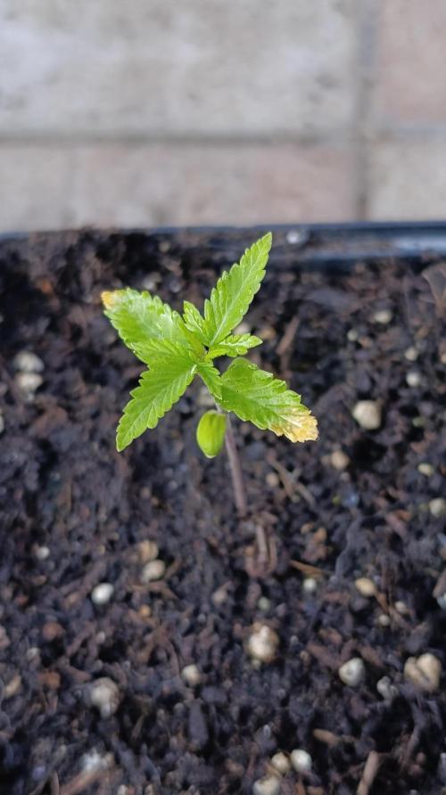 Pink Guava F1 FV. Week 2