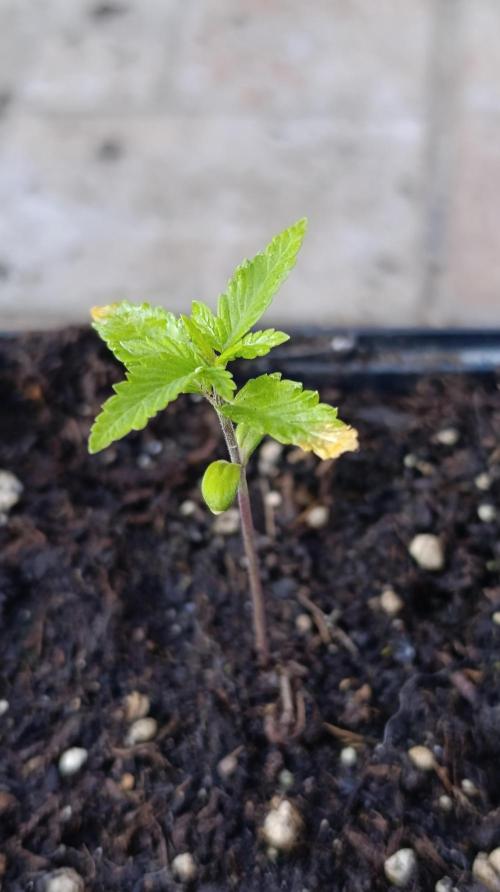 Pink Guava F1 FV. Week 2