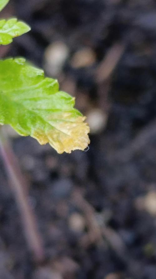 Pink Guava F1 FV. Week 2