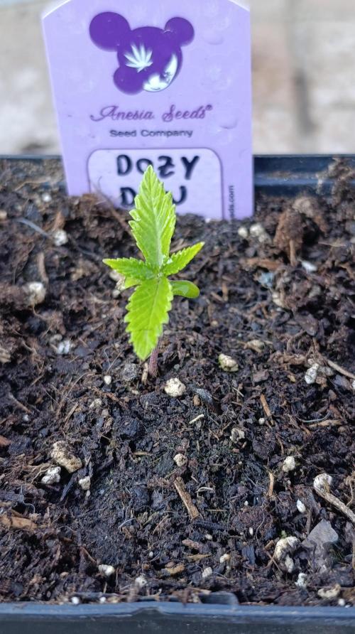 Dozy Don. Week 2
