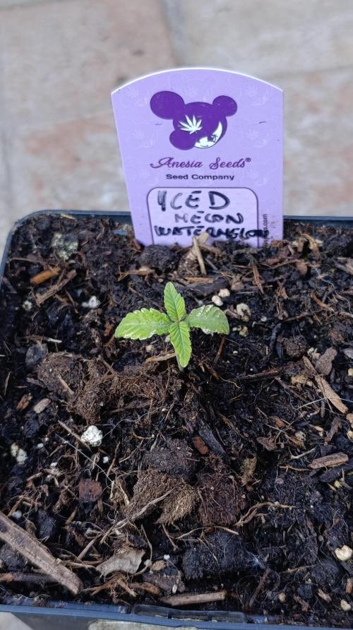 Iced Lemon Watermelon. Week 2