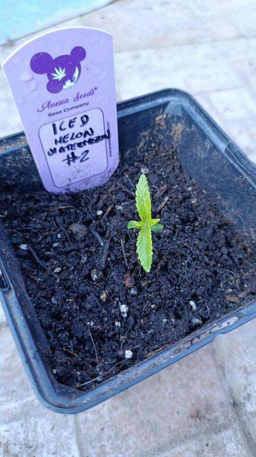 Iced Lemon Watermelon. Week 2