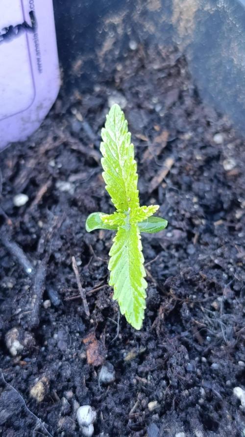 Iced Lemon Watermelon. Week 2