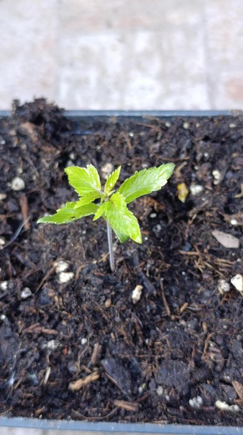 Cosmic Cheddar F1. Week 2
