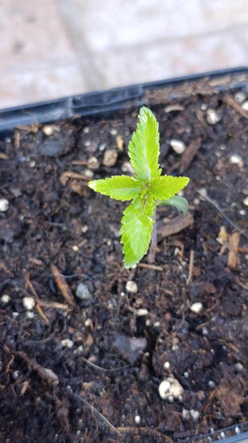 Cosmic Cheddar F1. Week 2