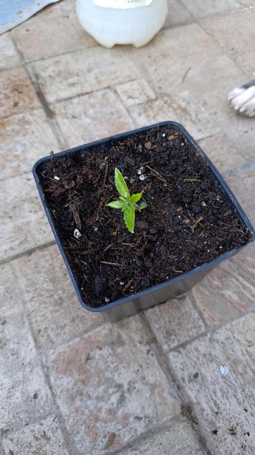 Astro Lemonade F1. Week 2