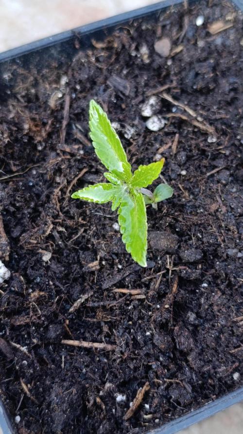 Astro Lemonade F1. Week 2