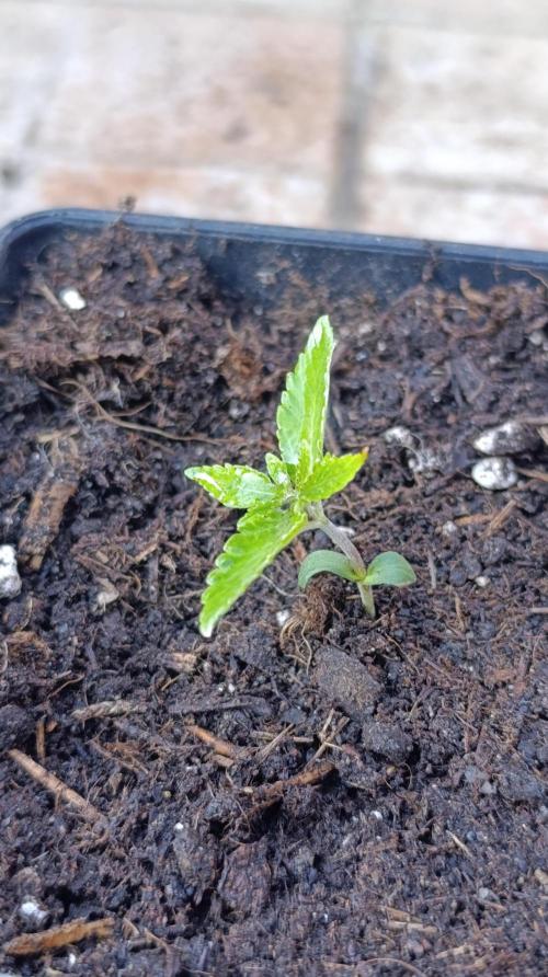 Astro Lemonade F1. Week 2