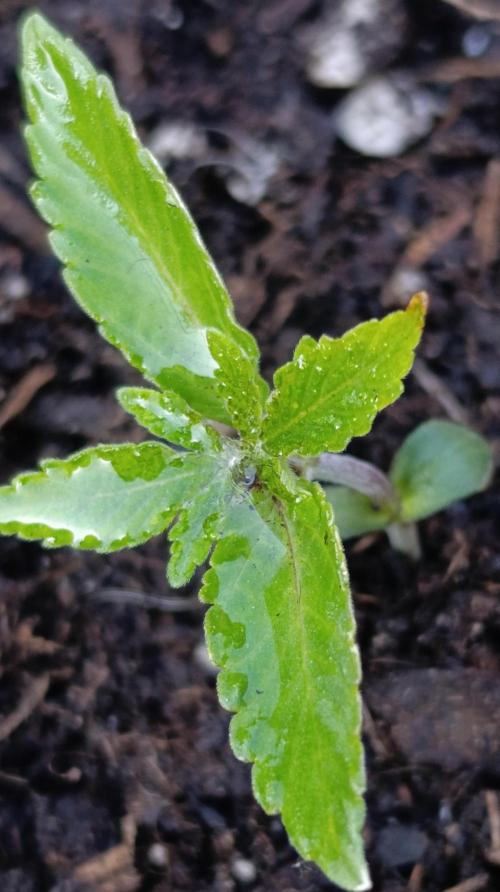 Astro Lemonade F1. Week 2