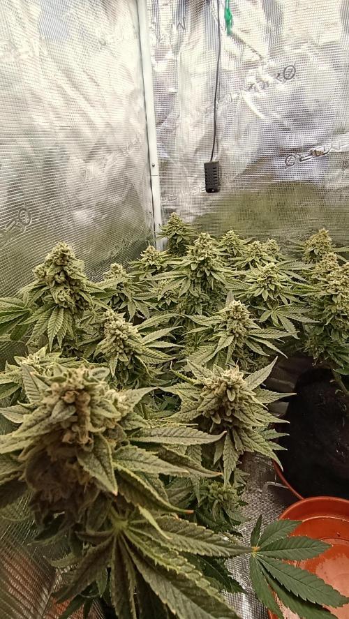 Zour MelonZ Test & Xpertnutrients. Week 15