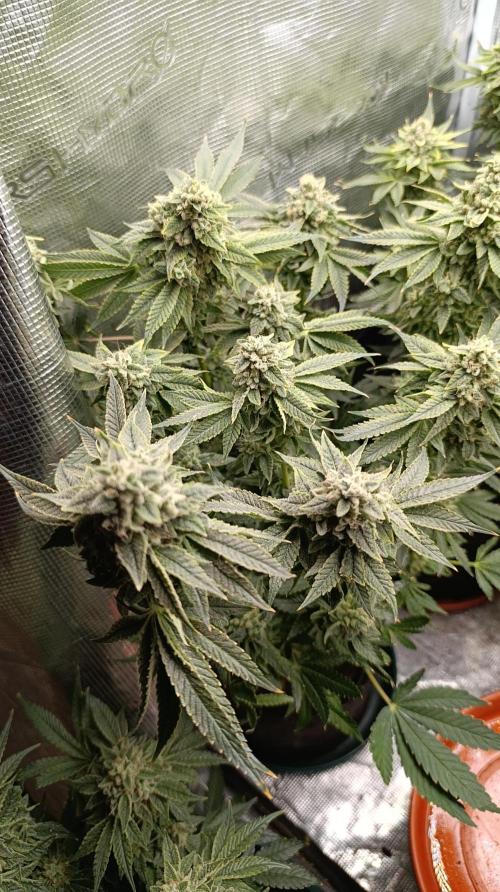 Zour MelonZ Test & Xpertnutrients. Week 15