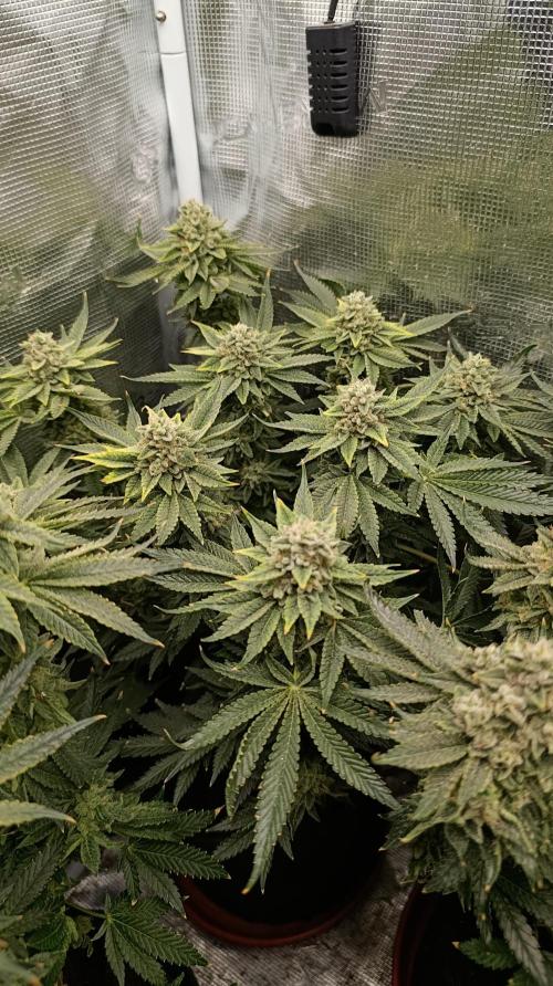 Zour MelonZ Test & Xpertnutrients. Week 15