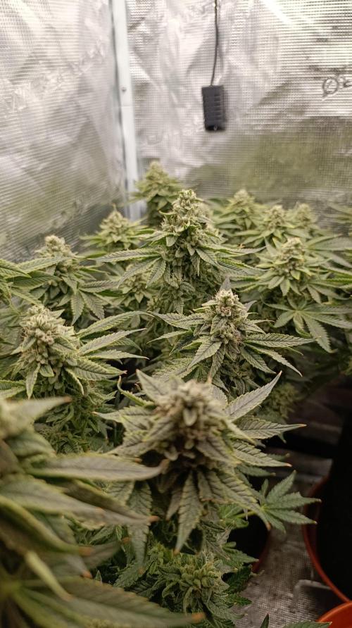 Zour MelonZ Test & Xpertnutrients. Week 15