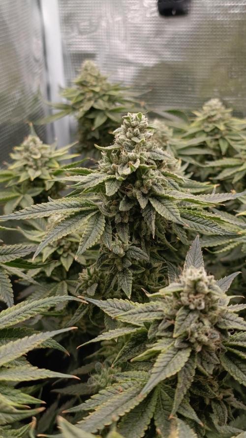 Zour MelonZ Test & Xpertnutrients. Week 15