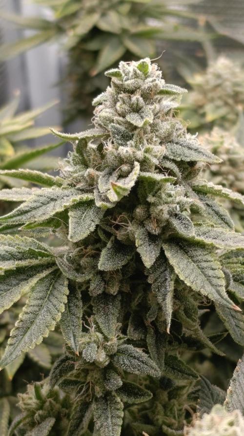 Zour MelonZ Test & Xpertnutrients. Week 15