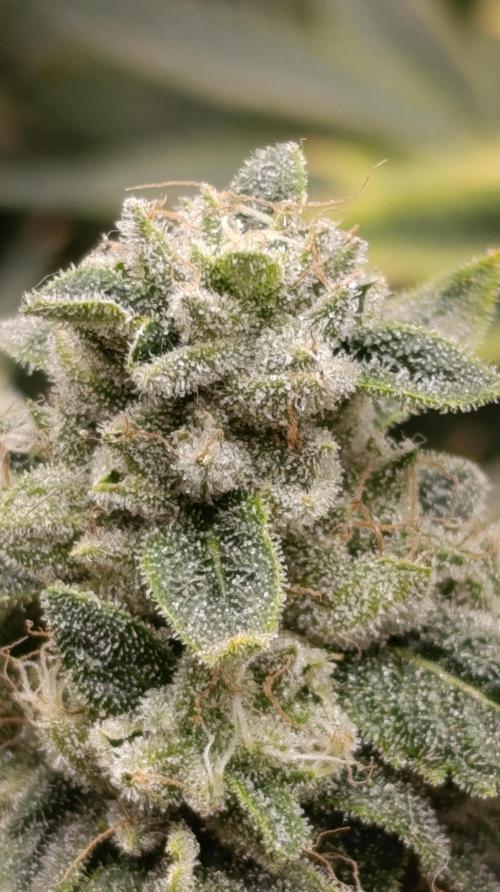 Zour MelonZ Test & Xpertnutrients. Week 15