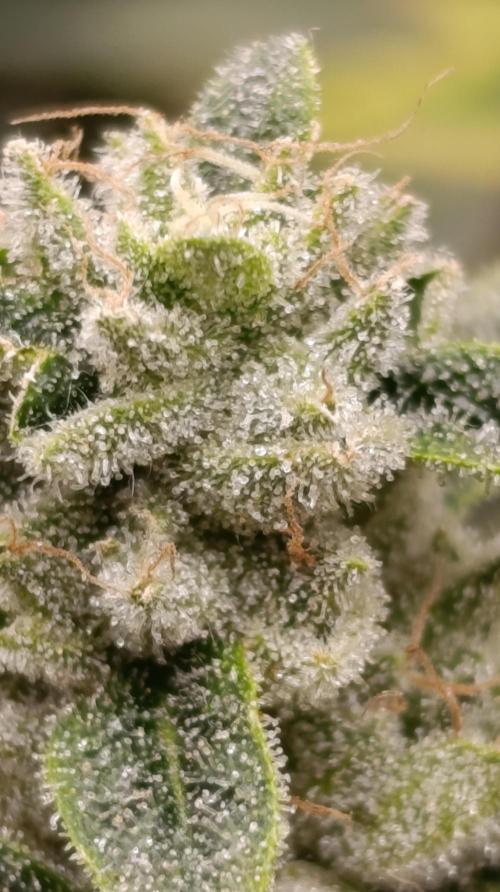 Zour MelonZ Test & Xpertnutrients. Week 15