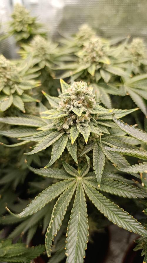 Zour MelonZ Test & Xpertnutrients. Week 15