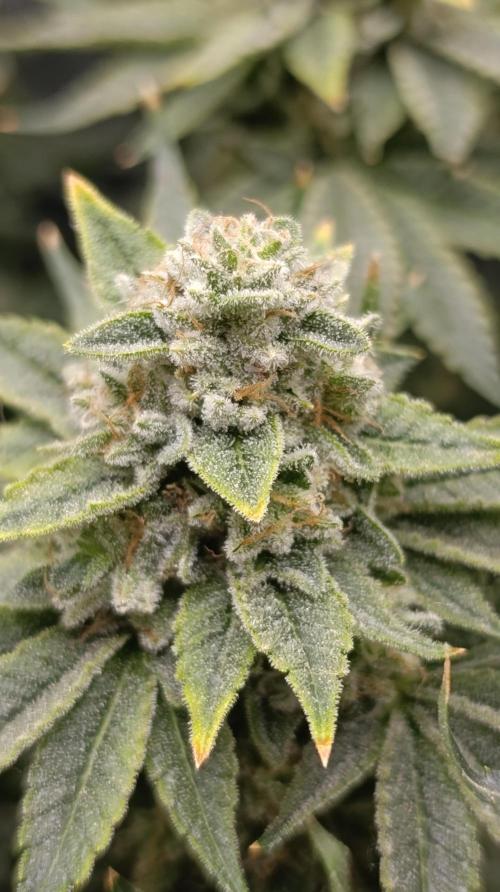 Zour MelonZ Test & Xpertnutrients. Week 15