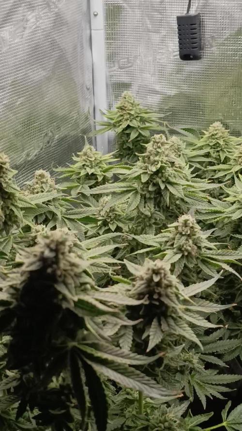 Zour MelonZ Test & Xpertnutrients