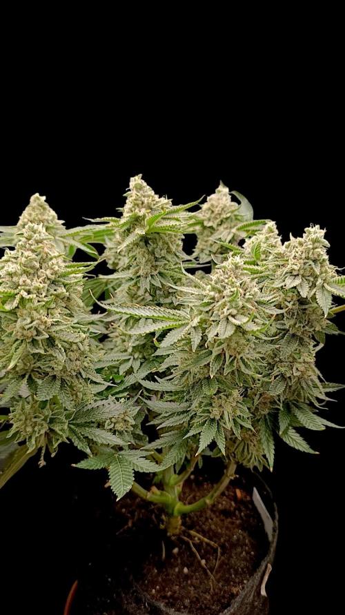 GokuZ OG Test & Marshydro. Week 15