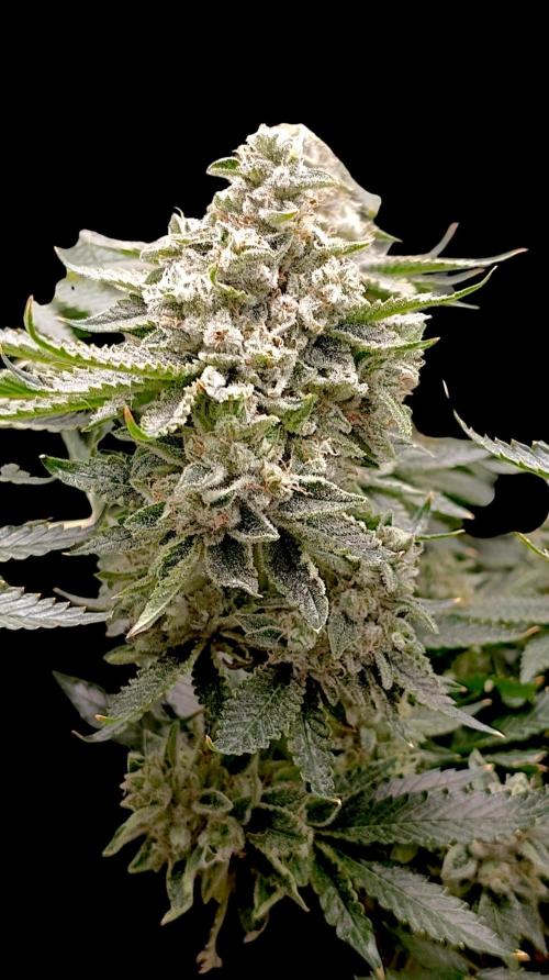 GokuZ OG Test & Marshydro. Week 15
