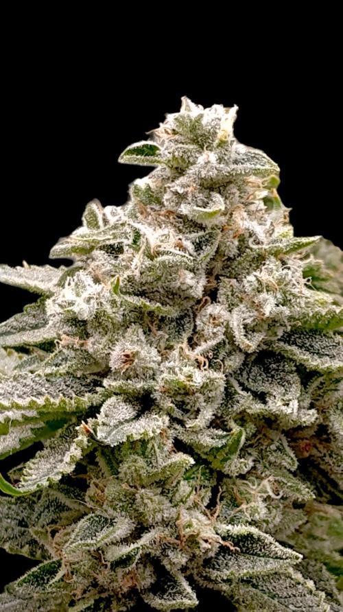 GokuZ OG Test & Marshydro. Week 15