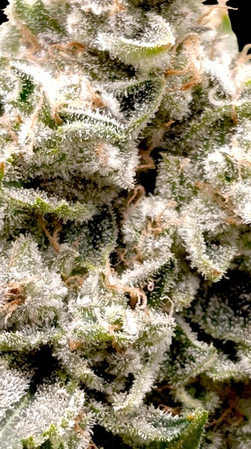 GokuZ OG Test & Marshydro. Week 15