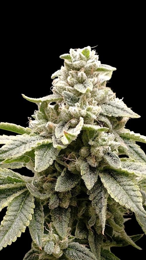 GokuZ OG Test & Marshydro. Week 15