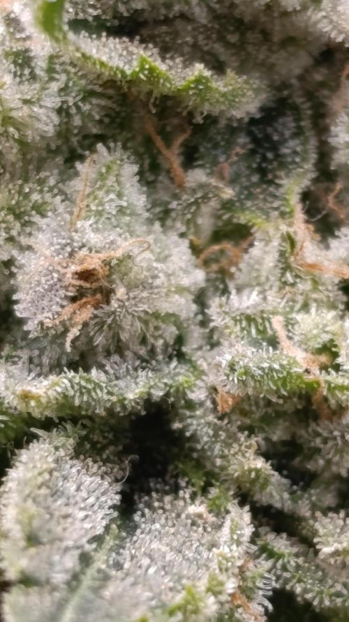 GokuZ OG Test & Marshydro. Week 15