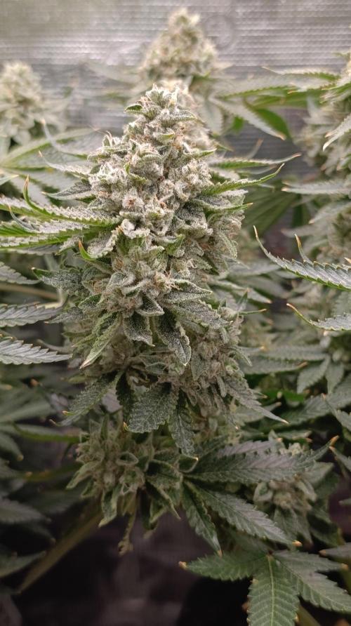 GokuZ OG Test & Marshydro. Week 15