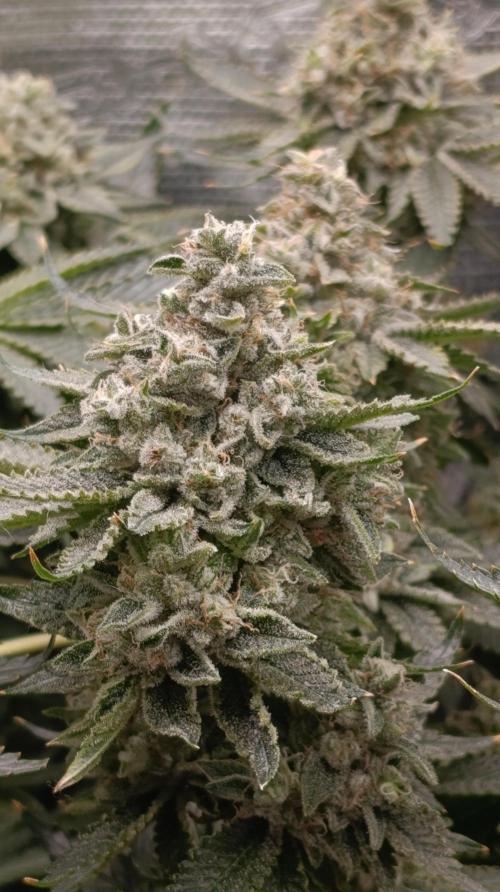 GokuZ OG Test & Marshydro. Week 15