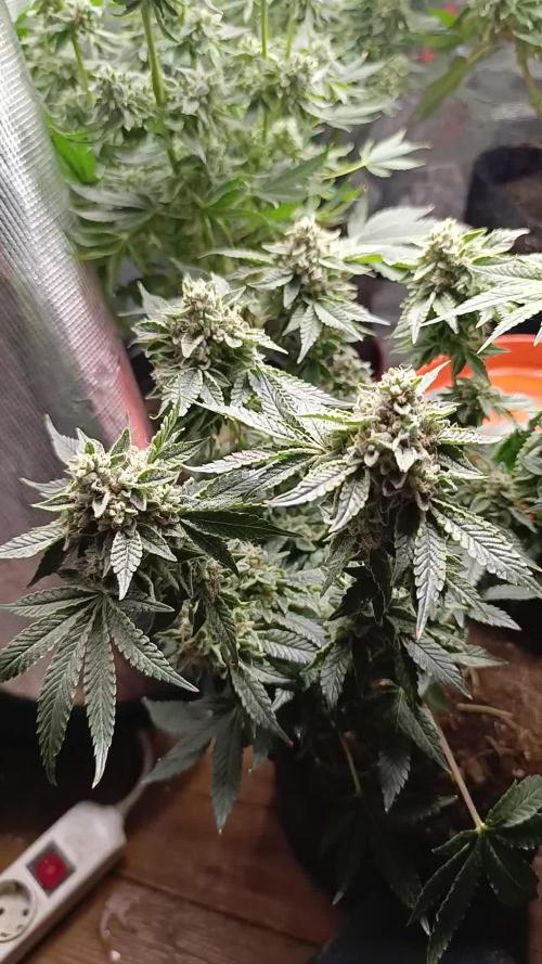 GokuZ OG Test & Marshydro