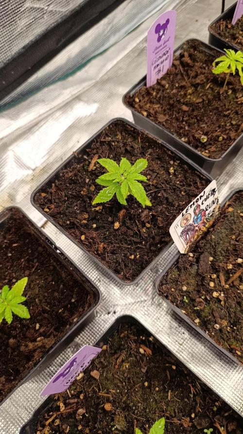 Astro Lemonade F1. Week 3