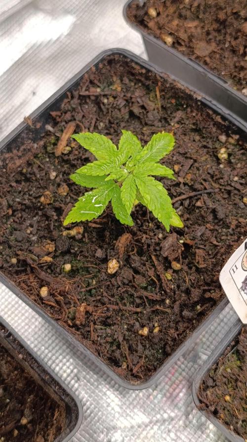 Astro Lemonade F1. Week 3