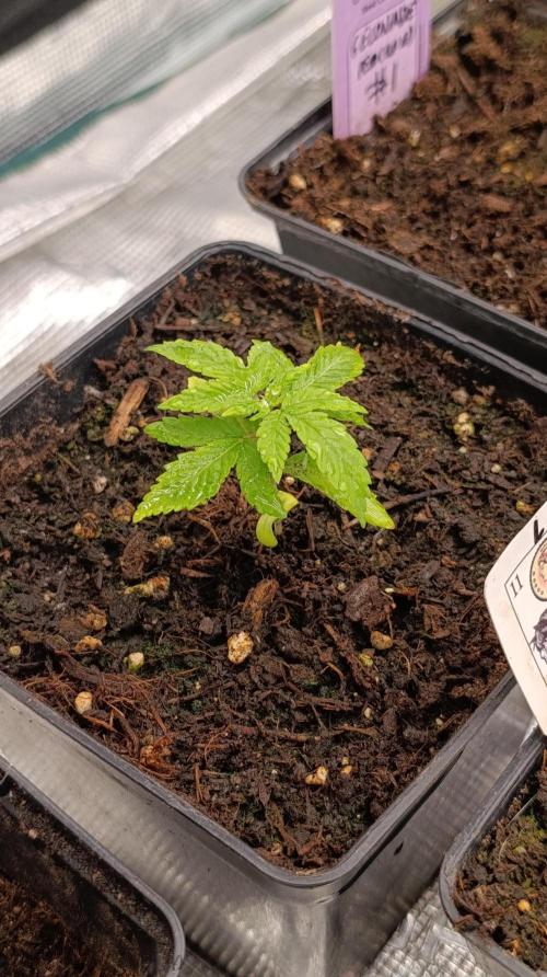 Astro Lemonade F1. Week 3