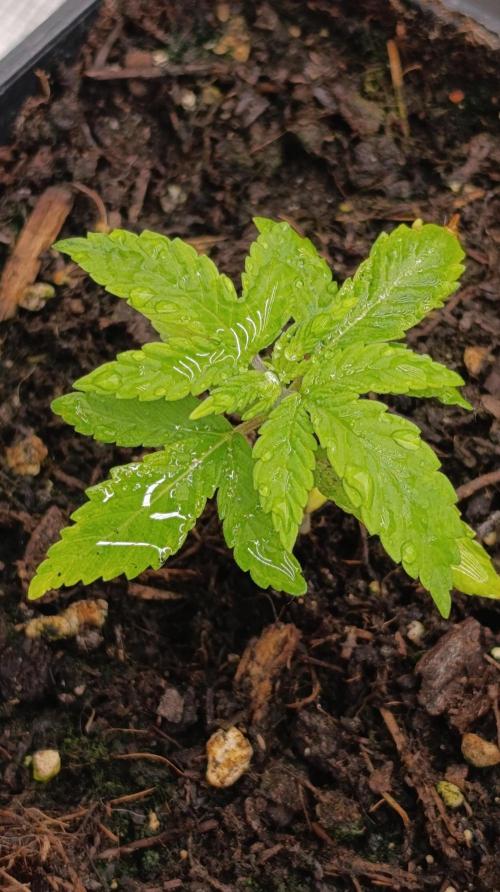 Astro Lemonade F1. Week 3