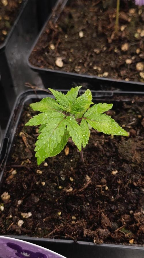 Cosmic Cheddar F1. Week 3