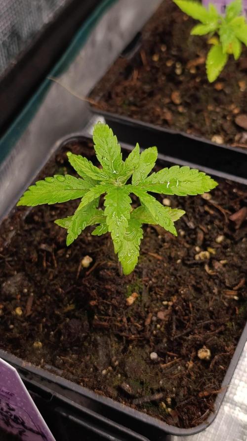Cosmic Cheddar F1. Week 3