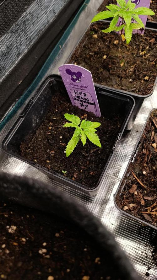 Iced Lemon Watermelon. Week 3