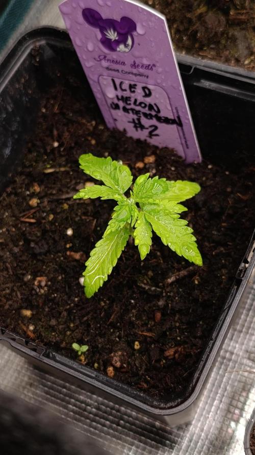 Iced Lemon Watermelon. Week 3